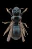 Ceratina cyanea